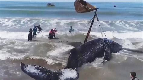 people helping whales by rescuing