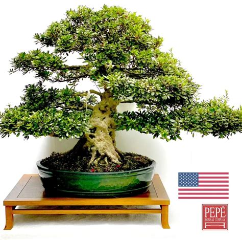 Pepe Bonsai Display