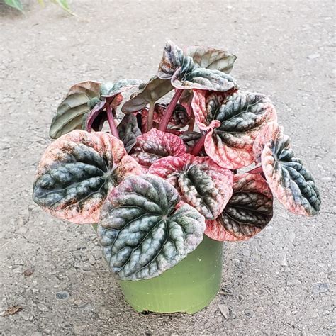 peperomia caperata abricos