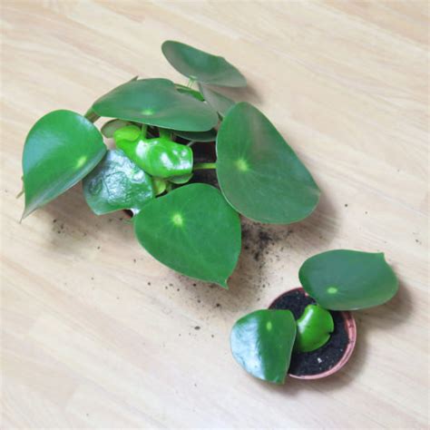 peperomia ferreyrae bouture