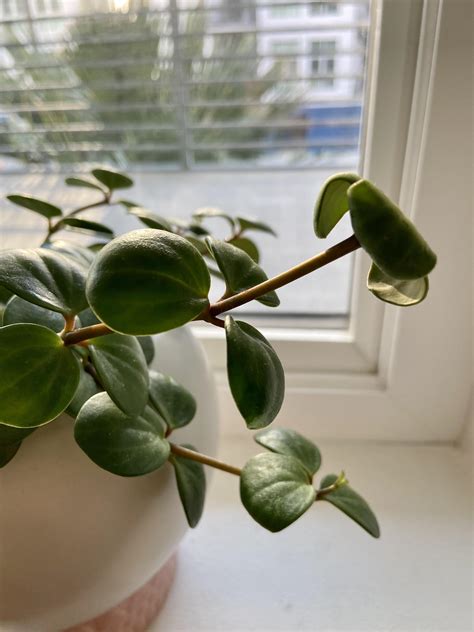 peperomia hope leaves curling