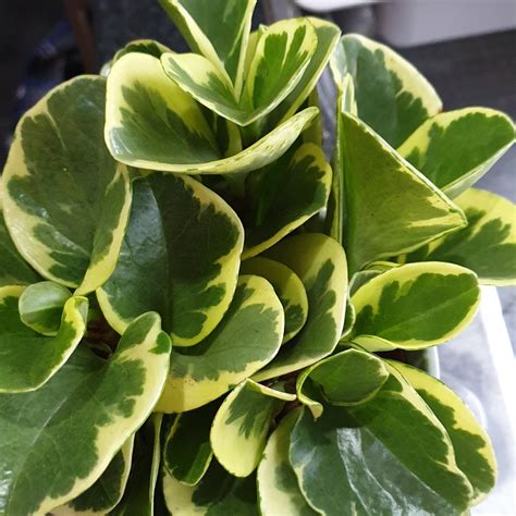 peperomia obtusifolia golden gate