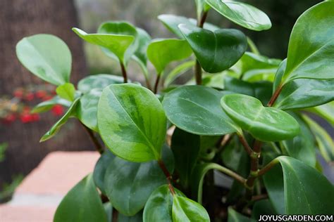 peperomia obtusifolia how to grow