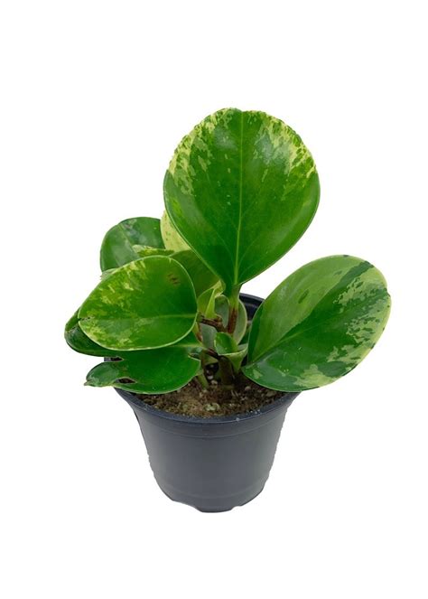 peperomia obtusifolia marble