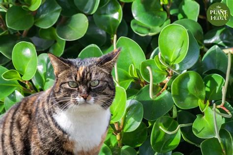 peperomia obtusifolia toxic to cats