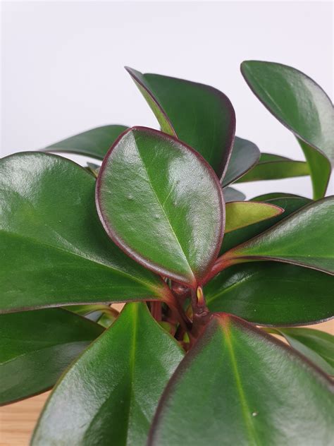 peperomia red edge green