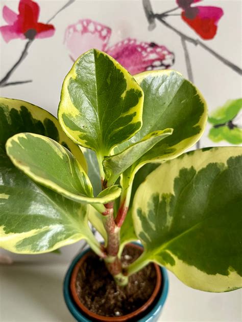 peperomia variegated baby rubber plant
