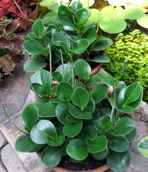 peperomia varieties and care
