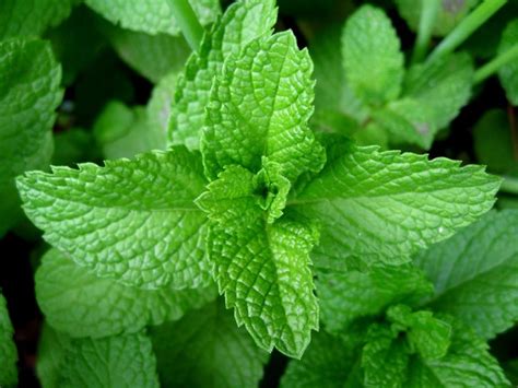 Pepper Mint Definition