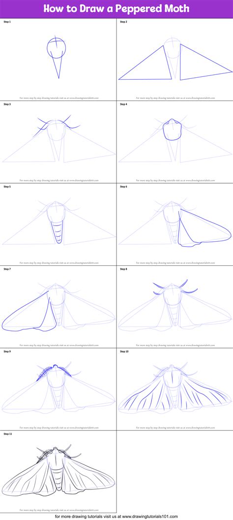 Pepper Moth Drawing