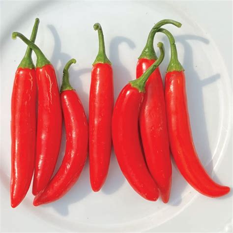 pepper red serrano 16