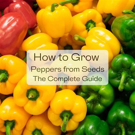 Pepper Seed Use
