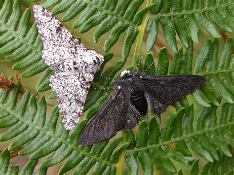 Peppered moth on a tree