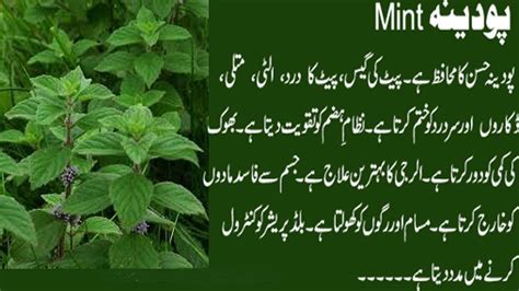 Peppermint In Arabic