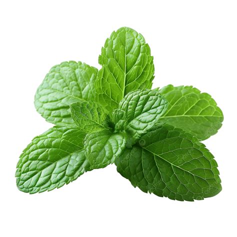 Peppermint Leaves Picture
