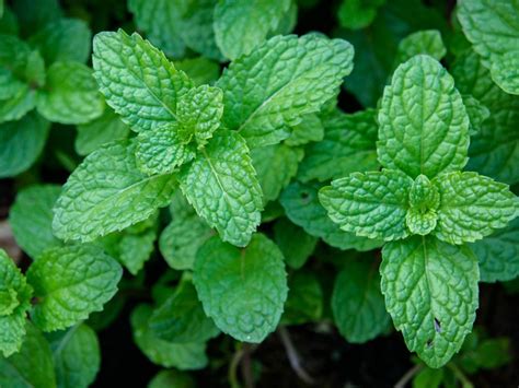 Peppermint Plant Definition