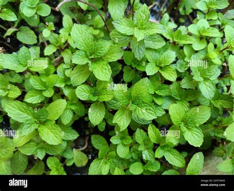Peppermint Plants Leaf