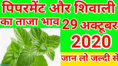 Peppermint Rate Today