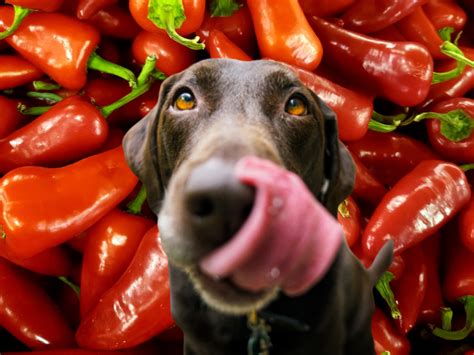 Peppers For Dog