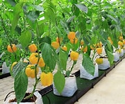 peppers hydroponic system