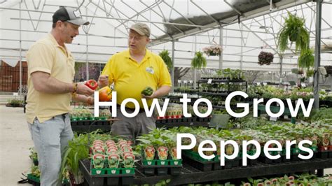 Peppers Nursery