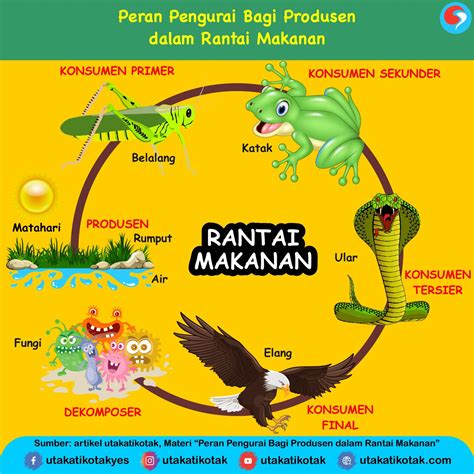 Peran Jamur dalam Rantai Makanan