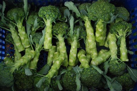 perawatan brokoli kuning yang baik agar dapat tumbuh subur