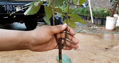 perawatan stek pucuk pohon kelengkeng yang efektif