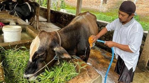 Hewan Ruminansia Juga Perlu Jamu. Ini Penjelasan Praktisi Herbal