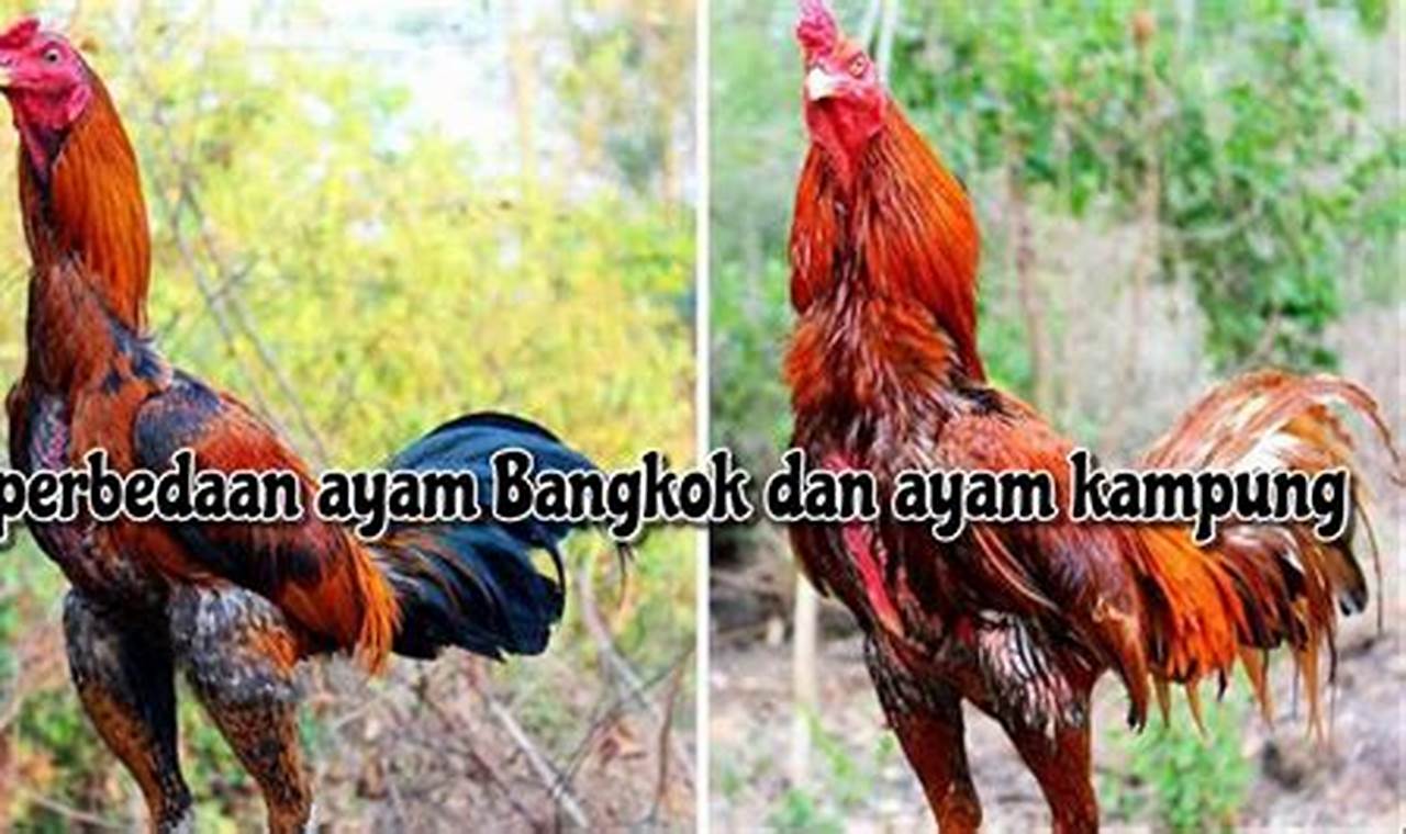 Perbedaan Ayam Bangkok dan Ayam Jawa: Panduan Lengkap