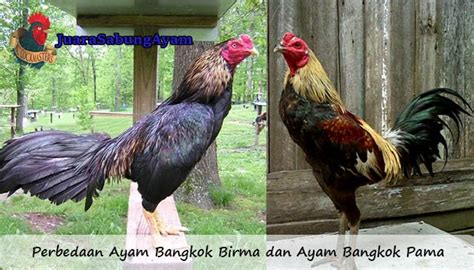 Panduan Membedakan Ayam Birma dan Bangkok untuk Pelaku Budidaya