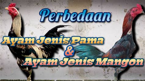 Panduan Lengkap: Mengenal Perbedaan Ayam Mangon dan Pama untuk Peternak