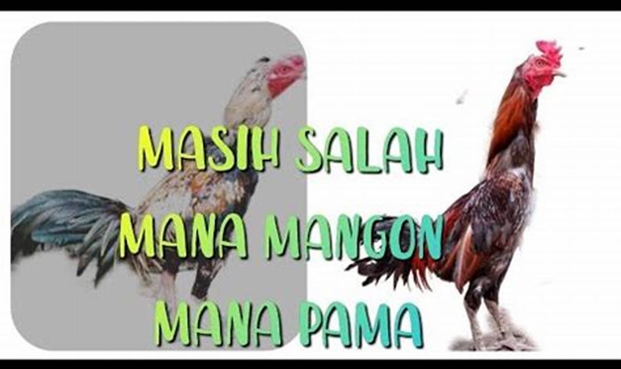 Panduan Lengkap: Mengenal Perbedaan Ayam Mangon dan Pama untuk Peternak