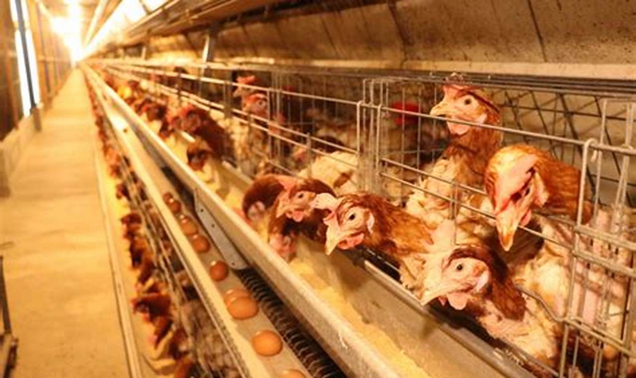 Perbedaan Ayam Kampung dan Ayam Potong: Panduan Lengkap