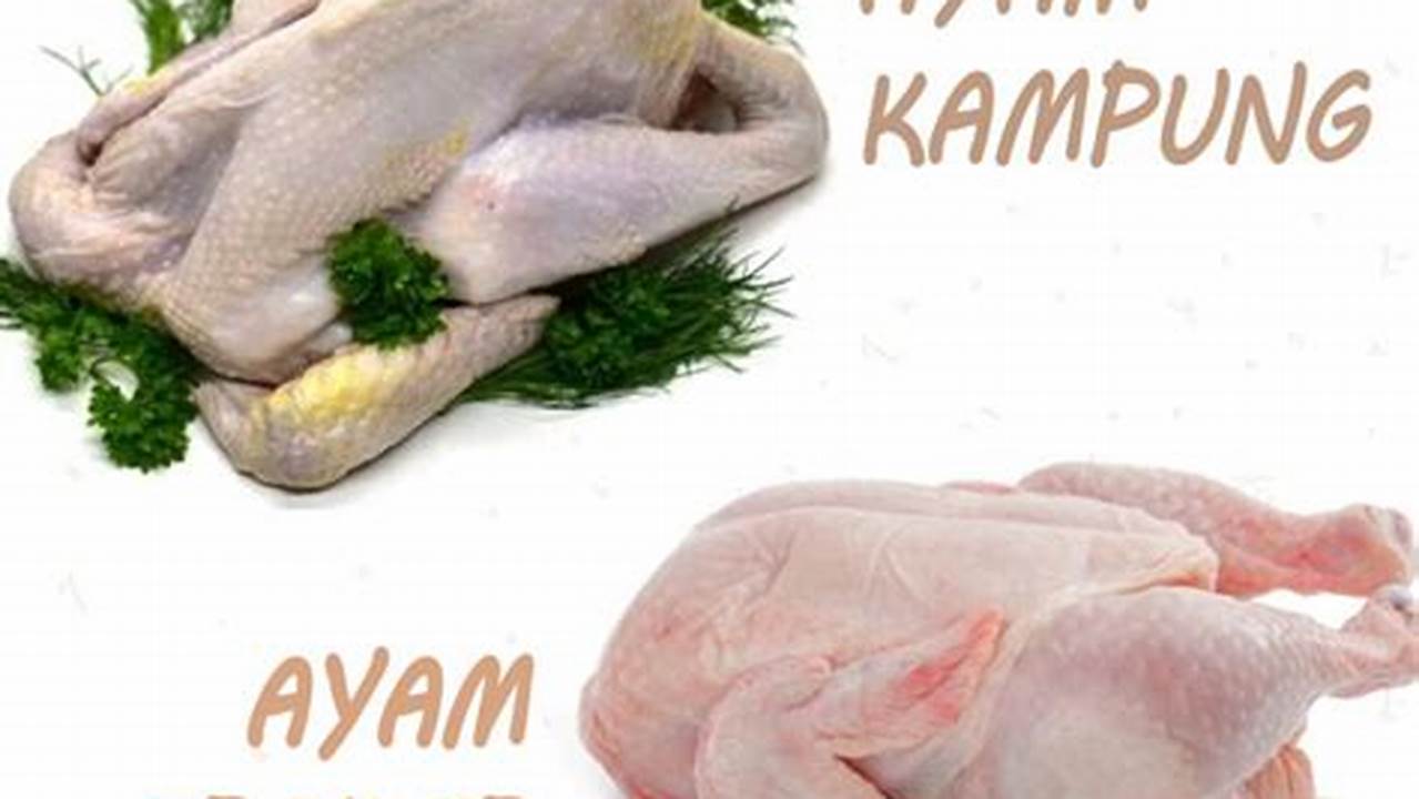 Kenali Perbedaan Ayam Kampung dan Ayam Broiler untuk Masakan Lezat
