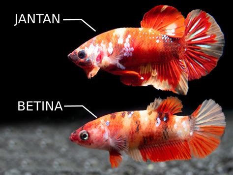 Perbedaan Ikan Cupang Betina Dan Jantan Terkait Perbedaan