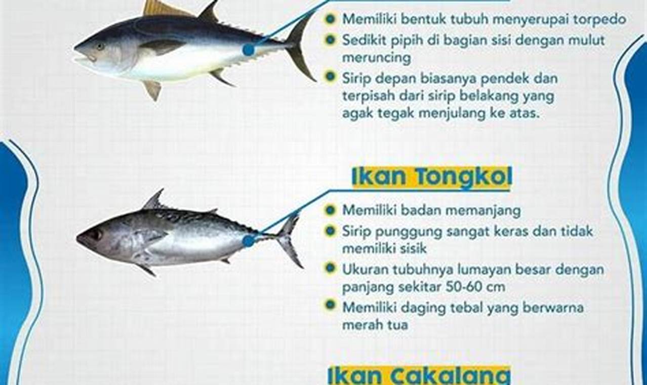 Temukan Perbedaan Ikan Cue dan Tongkol yang Mencengangkan