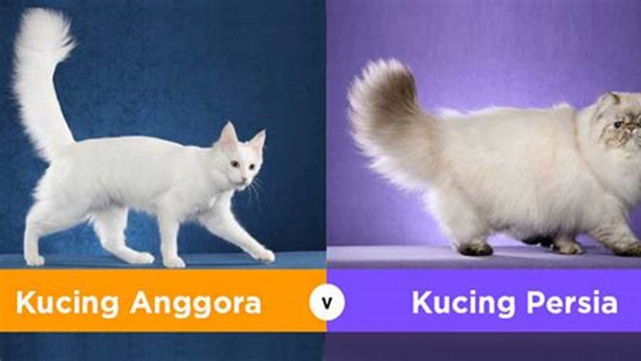 Perbandingan Kucing Anggora dan Persia: Mana Pilihan Terbaik untuk Anda?