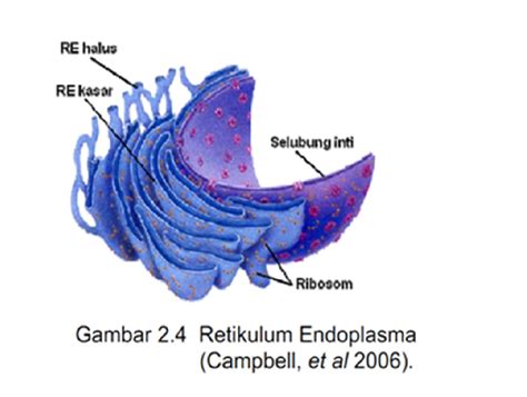 Perbedaan Retikulum Endoplasma Kasar Dan Halus