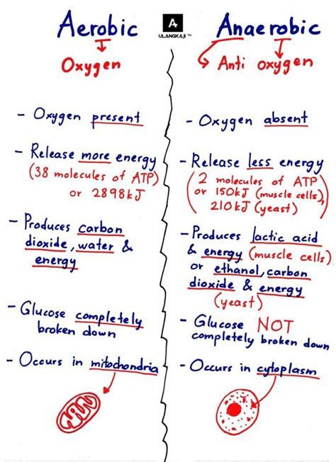 perbedaan aerobic dan anaerobic