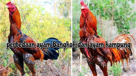 Perbedaan Ayam Bangkok dan Ayam Jawa: Panduan Lengkap
