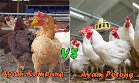 Perbedaan Ayam Kampung dan Ayam Potong: Panduan Lengkap