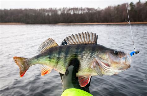 Perch Fishing Baits
