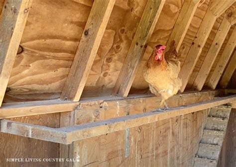 Perch Inside Chicken Coop