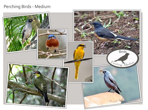 Perching Birds Examples