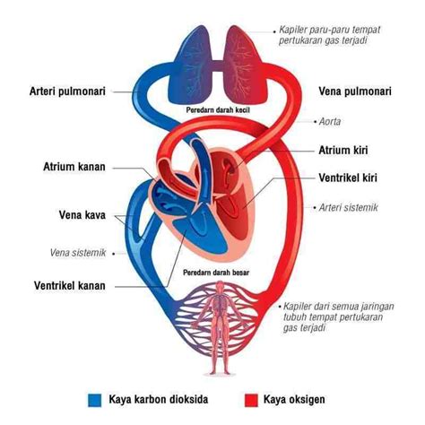 Sistem Peredaran Darah (kardiovaskular) Besar dan Kecil Official