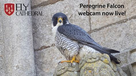 peregrine falcon derby cathedral webcam