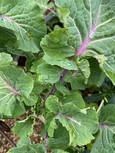 Taunton Deane Perennial Kale Quercus Edibles