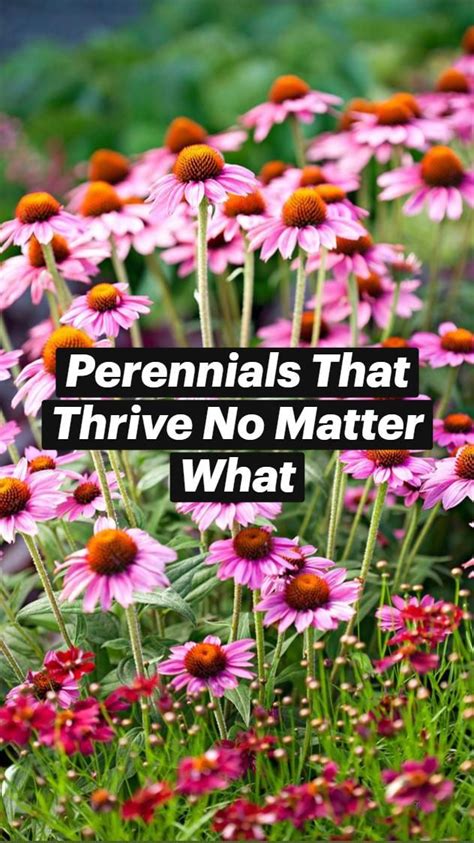 These 19 Power Perennials Thrive Every Year, No Matter What Flowers