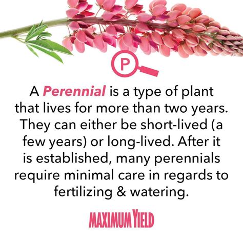 perennial meaning in kannada